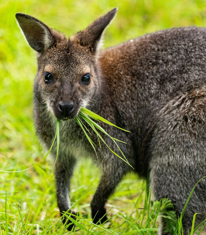 World Kangaroo Day: 35 Amazing Facts You Won’t Believe Are True World Kangaroo Day: 35 Amazing Facts You Won’t Believe Are True