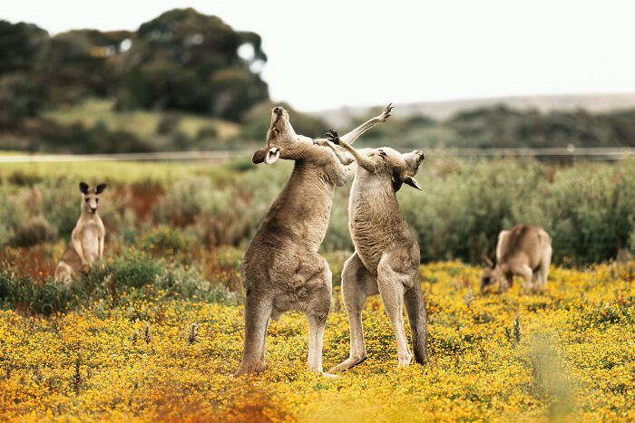 World Kangaroo Day: 35 Amazing Facts You Won’t Believe Are True World Kangaroo Day: 35 Amazing Facts You Won’t Believe Are True