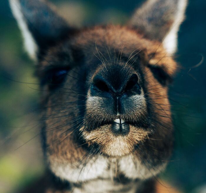 World Kangaroo Day: 35 Amazing Facts You Won’t Believe Are True World Kangaroo Day: 35 Amazing Facts You Won’t Believe Are True