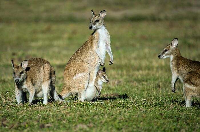 World Kangaroo Day: 35 Amazing Facts You Won’t Believe Are True World Kangaroo Day: 35 Amazing Facts You Won’t Believe Are True