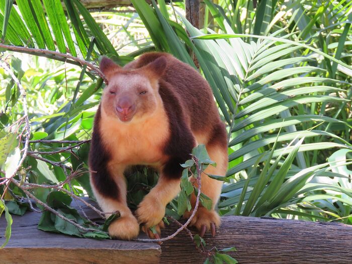 World Kangaroo Day: 35 Amazing Facts You Won’t Believe Are True World Kangaroo Day: 35 Amazing Facts You Won’t Believe Are True