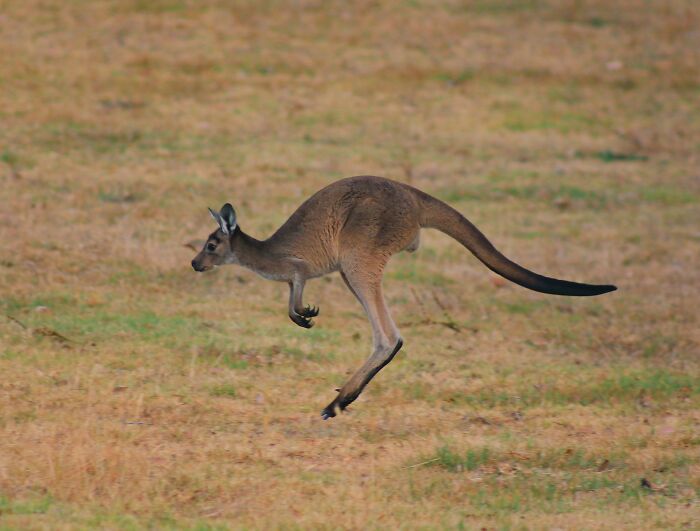 World Kangaroo Day: 35 Amazing Facts You Won’t Believe Are True World Kangaroo Day: 35 Amazing Facts You Won’t Believe Are True