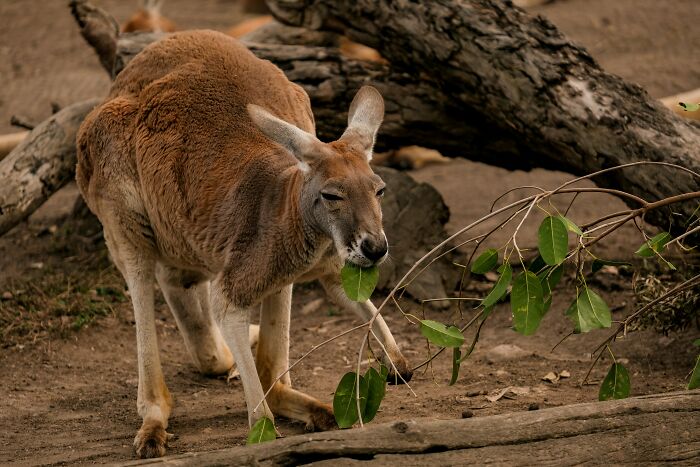 World Kangaroo Day: 35 Amazing Facts You Won’t Believe Are True World Kangaroo Day: 35 Amazing Facts You Won’t Believe Are True