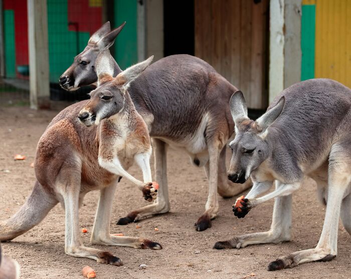 World Kangaroo Day: 35 Amazing Facts You Won’t Believe Are True World Kangaroo Day: 35 Amazing Facts You Won’t Believe Are True