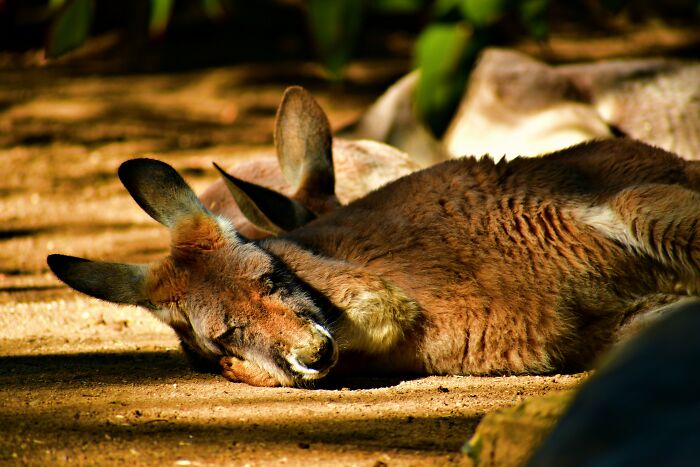 World Kangaroo Day: 35 Amazing Facts You Won’t Believe Are True World Kangaroo Day: 35 Amazing Facts You Won’t Believe Are True