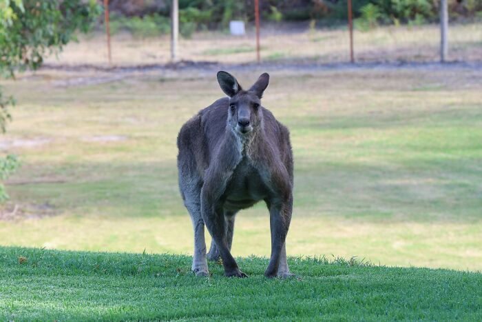 World Kangaroo Day: 35 Amazing Facts You Won’t Believe Are True World Kangaroo Day: 35 Amazing Facts You Won’t Believe Are True