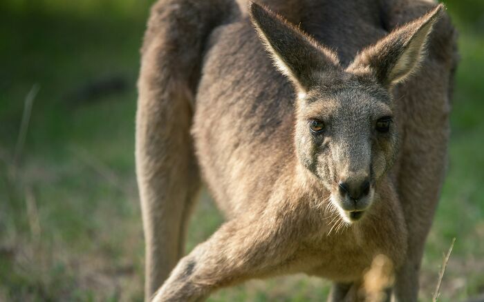 World Kangaroo Day: 35 Amazing Facts You Won’t Believe Are True World Kangaroo Day: 35 Amazing Facts You Won’t Believe Are True