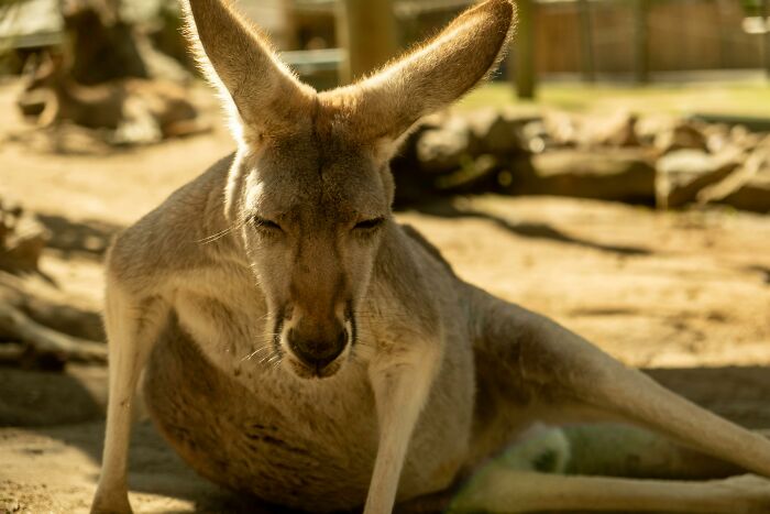 World Kangaroo Day: 35 Amazing Facts You Won’t Believe Are True World Kangaroo Day: 35 Amazing Facts You Won’t Believe Are True