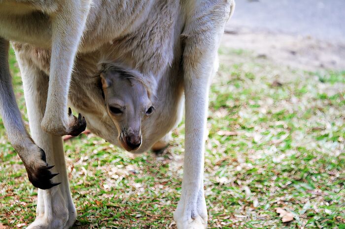 World Kangaroo Day: 35 Amazing Facts You Won’t Believe Are True World Kangaroo Day: 35 Amazing Facts You Won’t Believe Are True