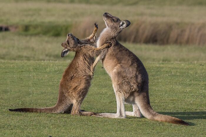 World Kangaroo Day: 35 Amazing Facts You Won’t Believe Are True World Kangaroo Day: 35 Amazing Facts You Won’t Believe Are True