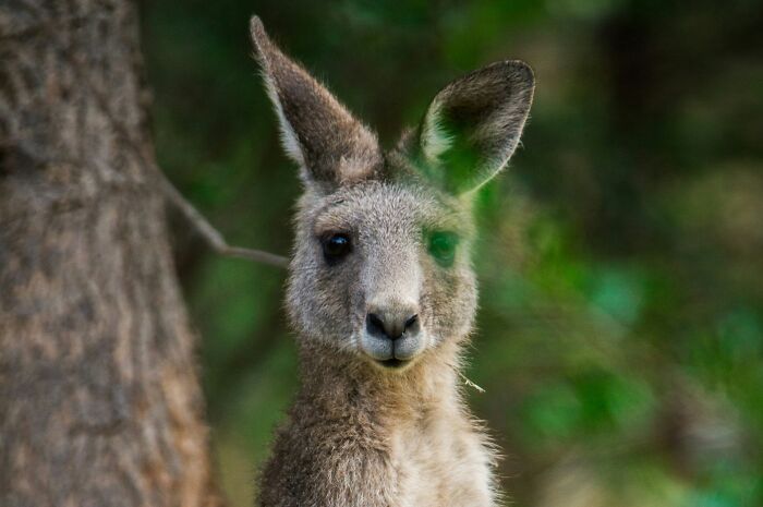 World Kangaroo Day: 35 Amazing Facts You Won’t Believe Are True World Kangaroo Day: 35 Amazing Facts You Won’t Believe Are True