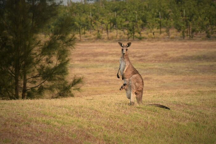 World Kangaroo Day: 35 Amazing Facts You Won’t Believe Are True World Kangaroo Day: 35 Amazing Facts You Won’t Believe Are True