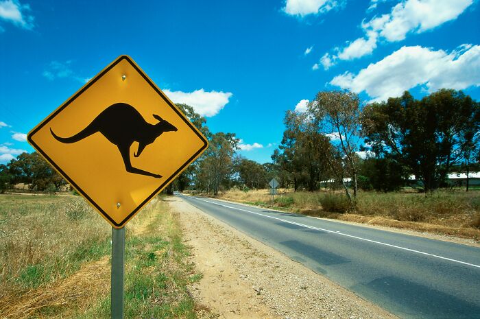 World Kangaroo Day: 35 Amazing Facts You Won’t Believe Are True World Kangaroo Day: 35 Amazing Facts You Won’t Believe Are True