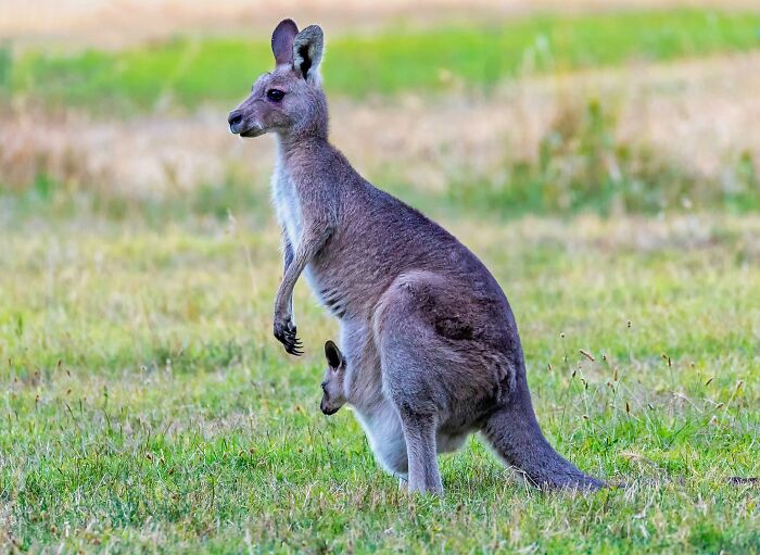 World Kangaroo Day: 35 Amazing Facts You Won’t Believe Are True World Kangaroo Day: 35 Amazing Facts You Won’t Believe Are True