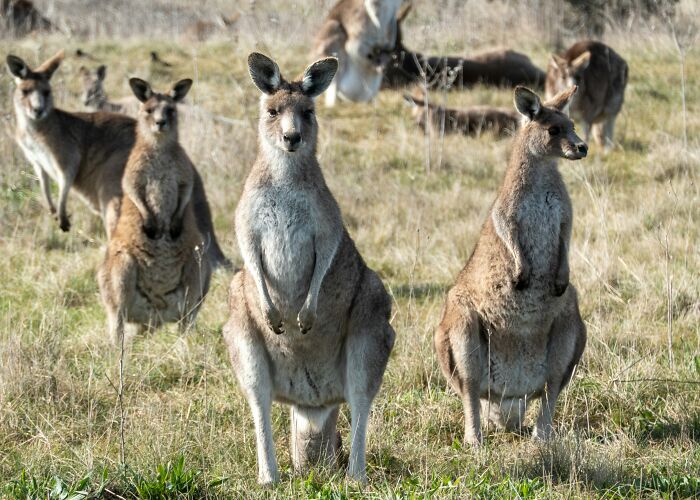 World Kangaroo Day: 35 Amazing Facts You Won’t Believe Are True World Kangaroo Day: 35 Amazing Facts You Won’t Believe Are True