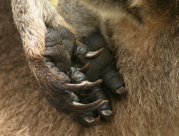 World Kangaroo Day: 35 Amazing Facts You Won’t Believe Are True World Kangaroo Day: 35 Amazing Facts You Won’t Believe Are True