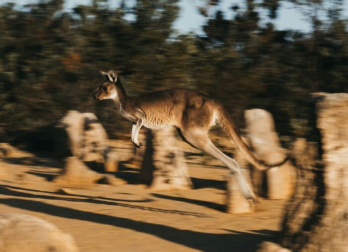 World Kangaroo Day: 35 Amazing Facts You Won’t Believe Are True World Kangaroo Day: 35 Amazing Facts You Won’t Believe Are True