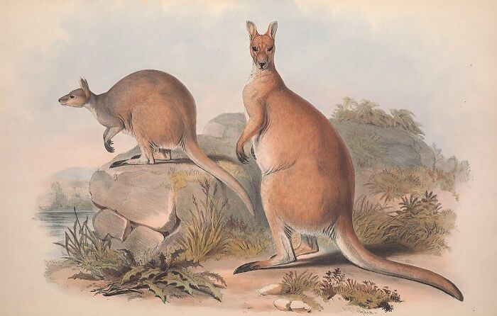 World Kangaroo Day: 35 Amazing Facts You Won’t Believe Are True World Kangaroo Day: 35 Amazing Facts You Won’t Believe Are True