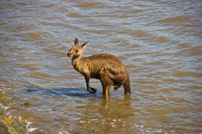 World Kangaroo Day: 35 Amazing Facts You Won’t Believe Are True World Kangaroo Day: 35 Amazing Facts You Won’t Believe Are True