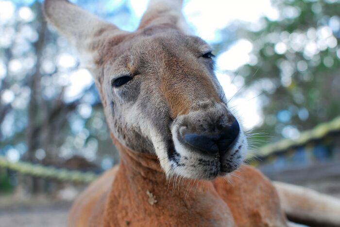 World Kangaroo Day: 35 Amazing Facts You Won’t Believe Are True World Kangaroo Day: 35 Amazing Facts You Won’t Believe Are True