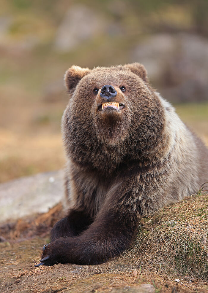 The Nikon Comedy Wildlife Awards Strikes Again With The Most Amazing Photos The Nikon Comedy Wildlife Awards Strikes Again With The Most Amazing Photos