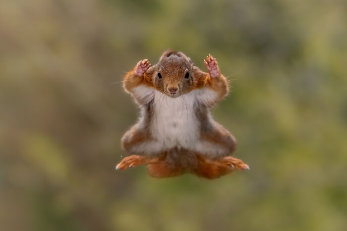 The Nikon Comedy Wildlife Awards Strikes Again With The Most Amazing Photos The Nikon Comedy Wildlife Awards Strikes Again With The Most Amazing Photos