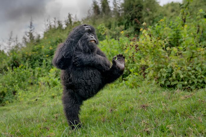 The Nikon Comedy Wildlife Awards Strikes Again With The Most Amazing Photos The Nikon Comedy Wildlife Awards Strikes Again With The Most Amazing Photos