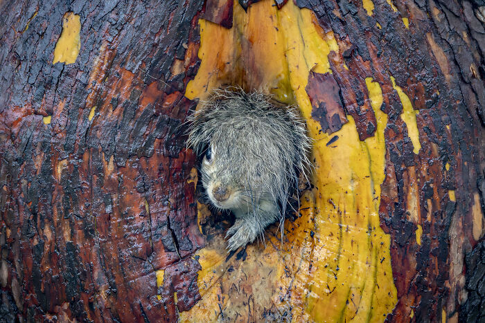 The Nikon Comedy Wildlife Awards Strikes Again With The Most Amazing Photos The Nikon Comedy Wildlife Awards Strikes Again With The Most Amazing Photos