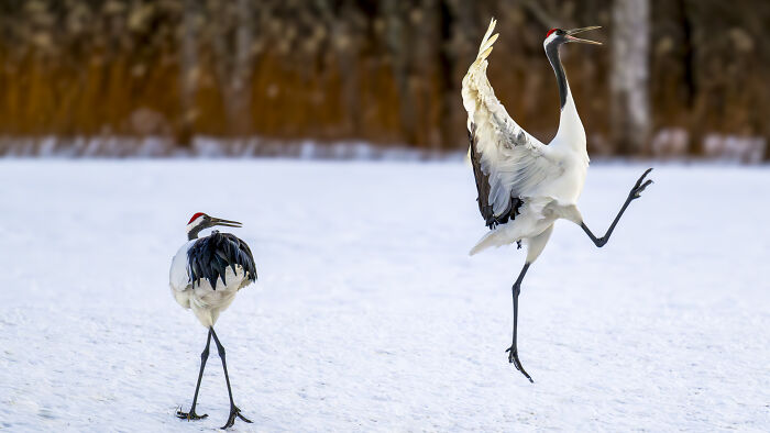 The Nikon Comedy Wildlife Awards Strikes Again With The Most Amazing Photos The Nikon Comedy Wildlife Awards Strikes Again With The Most Amazing Photos