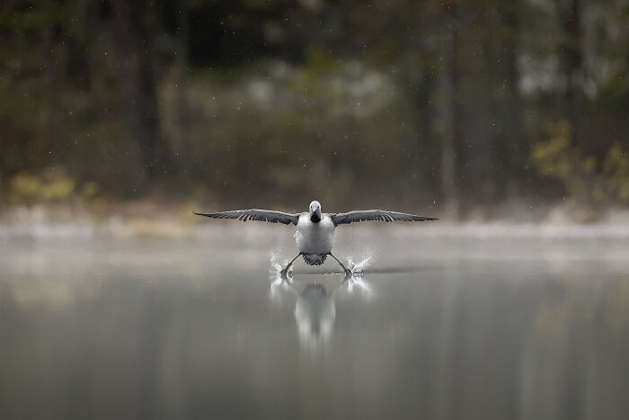 The Nikon Comedy Wildlife Awards Strikes Again With The Most Amazing Photos The Nikon Comedy Wildlife Awards Strikes Again With The Most Amazing Photos