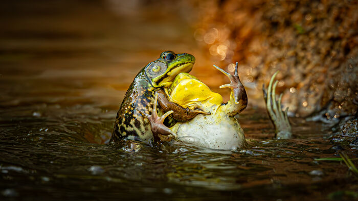 The Nikon Comedy Wildlife Awards Strikes Again With The Most Amazing Photos The Nikon Comedy Wildlife Awards Strikes Again With The Most Amazing Photos