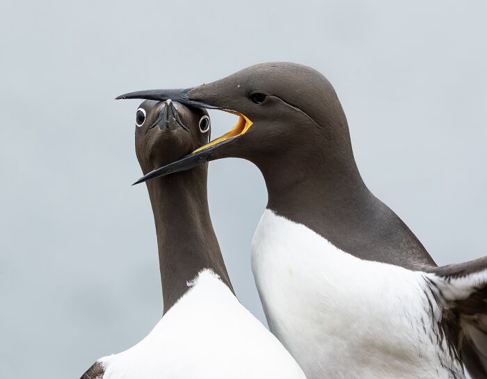 The Nikon Comedy Wildlife Awards Strikes Again With The Most Amazing Photos The Nikon Comedy Wildlife Awards Strikes Again With The Most Amazing Photos