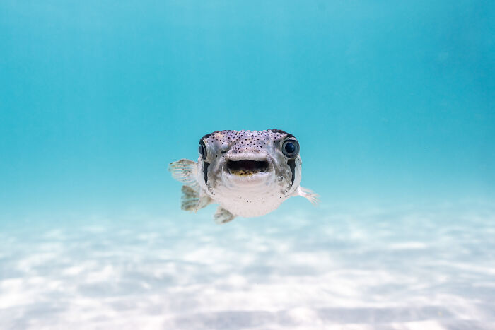 The Nikon Comedy Wildlife Awards Strikes Again With The Most Amazing Photos The Nikon Comedy Wildlife Awards Strikes Again With The Most Amazing Photos