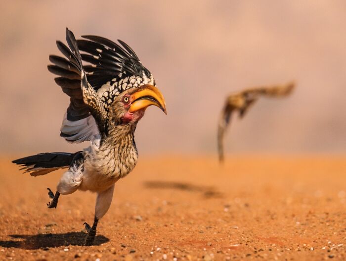 The Nikon Comedy Wildlife Awards Strikes Again With The Most Amazing Photos The Nikon Comedy Wildlife Awards Strikes Again With The Most Amazing Photos
