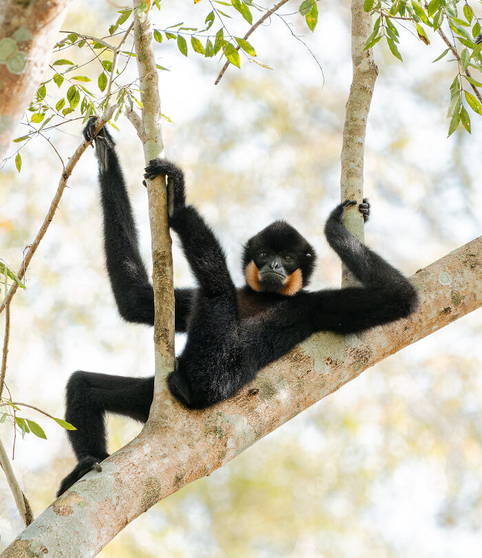 The Nikon Comedy Wildlife Awards Strikes Again With The Most Amazing Photos The Nikon Comedy Wildlife Awards Strikes Again With The Most Amazing Photos