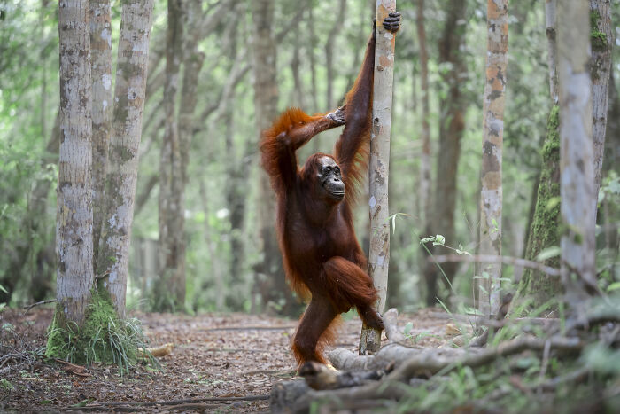 The Nikon Comedy Wildlife Awards Strikes Again With The Most Amazing Photos The Nikon Comedy Wildlife Awards Strikes Again With The Most Amazing Photos