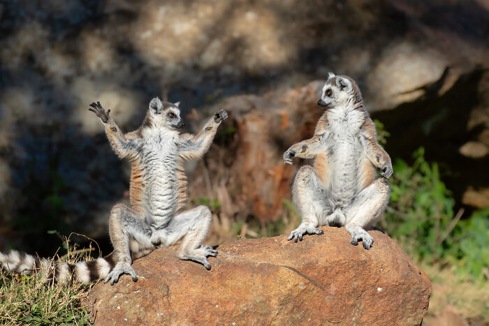 The Nikon Comedy Wildlife Awards Strikes Again With The Most Amazing Photos The Nikon Comedy Wildlife Awards Strikes Again With The Most Amazing Photos