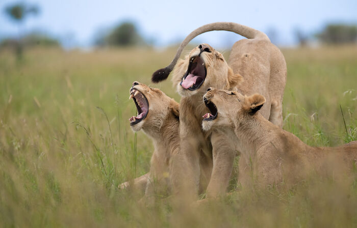 The Nikon Comedy Wildlife Awards Strikes Again With The Most Amazing Photos The Nikon Comedy Wildlife Awards Strikes Again With The Most Amazing Photos