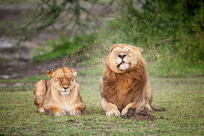 The Nikon Comedy Wildlife Awards Strikes Again With The Most Amazing Photos The Nikon Comedy Wildlife Awards Strikes Again With The Most Amazing Photos