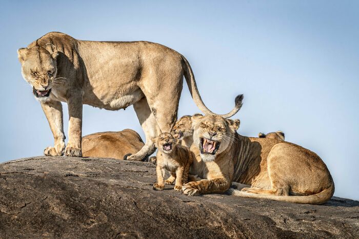 The Nikon Comedy Wildlife Awards Strikes Again With The Most Amazing Photos The Nikon Comedy Wildlife Awards Strikes Again With The Most Amazing Photos
