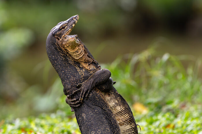 The Nikon Comedy Wildlife Awards Strikes Again With The Most Amazing Photos The Nikon Comedy Wildlife Awards Strikes Again With The Most Amazing Photos