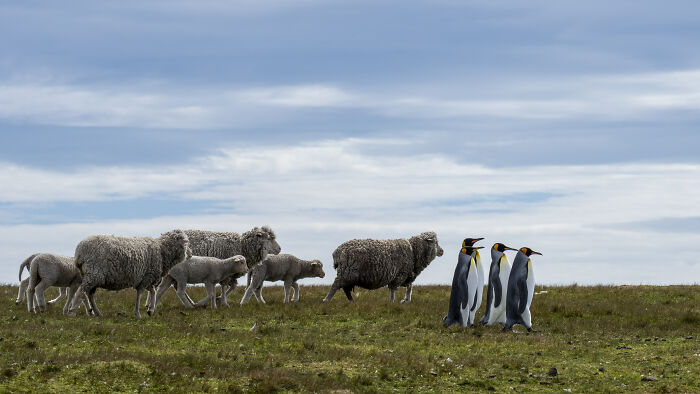 The Nikon Comedy Wildlife Awards Strikes Again With The Most Amazing Photos The Nikon Comedy Wildlife Awards Strikes Again With The Most Amazing Photos