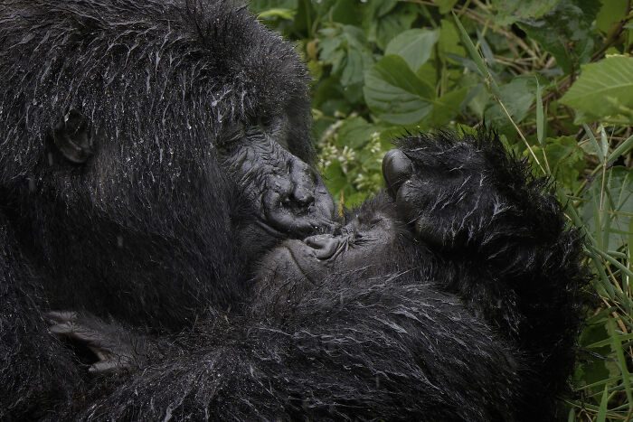 The Nikon Comedy Wildlife Awards Strikes Again With The Most Amazing Photos The Nikon Comedy Wildlife Awards Strikes Again With The Most Amazing Photos
