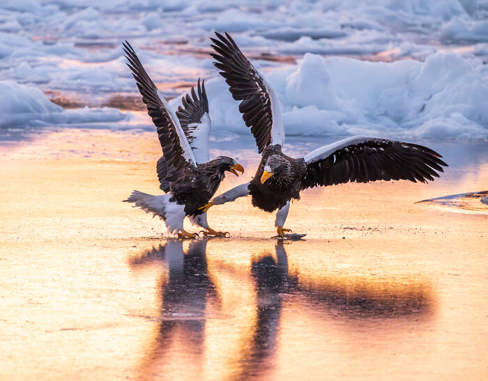 The Nikon Comedy Wildlife Awards Strikes Again With The Most Amazing Photos The Nikon Comedy Wildlife Awards Strikes Again With The Most Amazing Photos