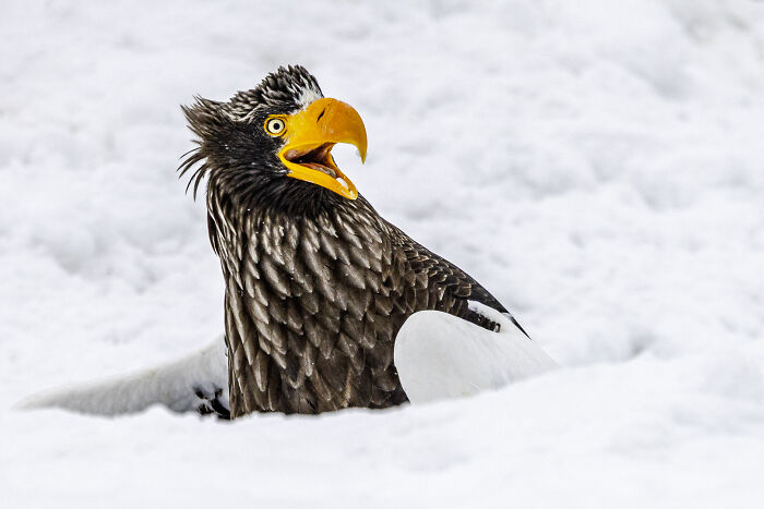 The Nikon Comedy Wildlife Awards Strikes Again With The Most Amazing Photos The Nikon Comedy Wildlife Awards Strikes Again With The Most Amazing Photos