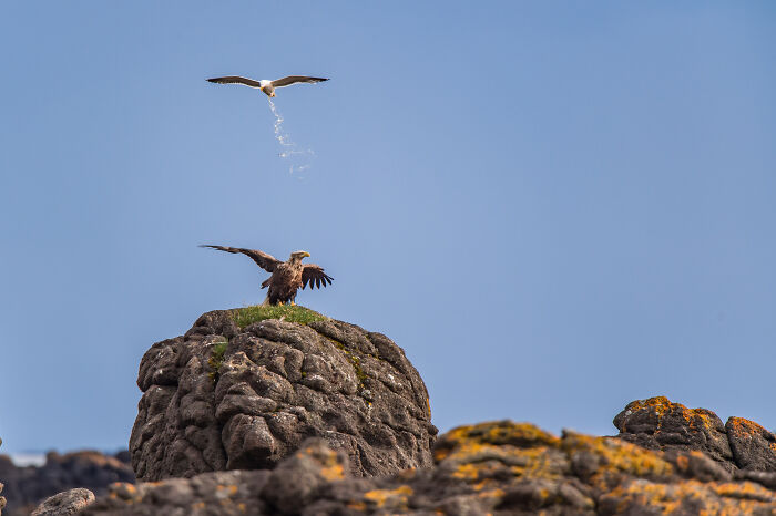 The Nikon Comedy Wildlife Awards Strikes Again With The Most Amazing Photos The Nikon Comedy Wildlife Awards Strikes Again With The Most Amazing Photos