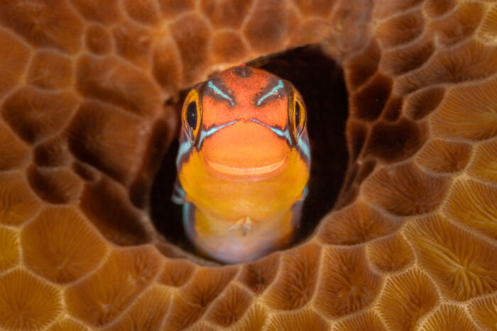 The Nikon Comedy Wildlife Awards Strikes Again With The Most Amazing Photos The Nikon Comedy Wildlife Awards Strikes Again With The Most Amazing Photos