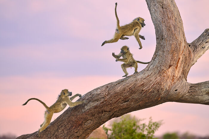 The Nikon Comedy Wildlife Awards Strikes Again With The Most Amazing Photos The Nikon Comedy Wildlife Awards Strikes Again With The Most Amazing Photos