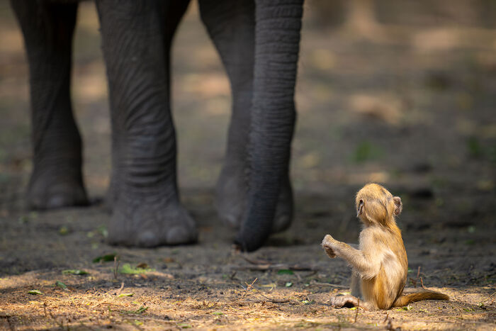 The Nikon Comedy Wildlife Awards Strikes Again With The Most Amazing Photos The Nikon Comedy Wildlife Awards Strikes Again With The Most Amazing Photos