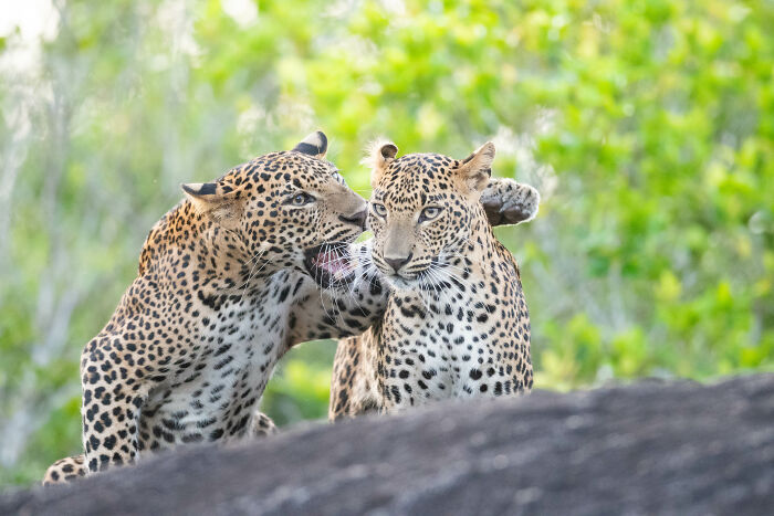The Nikon Comedy Wildlife Awards Strikes Again With The Most Amazing Photos The Nikon Comedy Wildlife Awards Strikes Again With The Most Amazing Photos